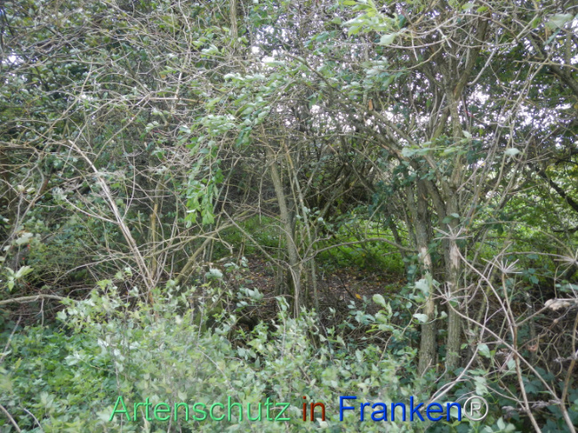 © Artenschutz in Franken® Bild zum Eintrag (1113310-160)