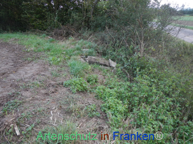 © Artenschutz in Franken® Bild zum Eintrag (1113312-160)