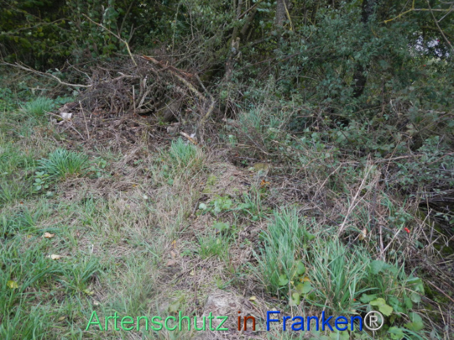 © Artenschutz in Franken® Bild zum Eintrag (1113314-160)