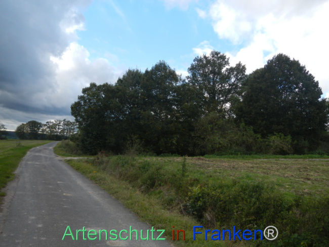 © Artenschutz in Franken® Bild zum Eintrag (1113337-160)