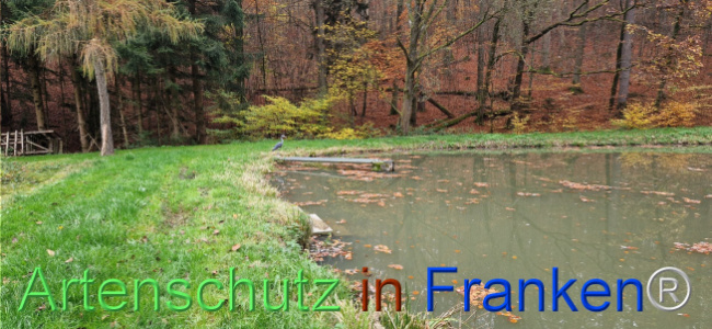 © Artenschutz in Franken® Bild zum Eintrag (1114333-160)