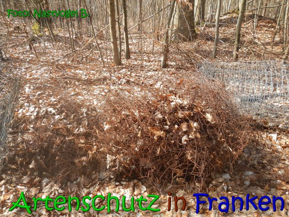 Copyright AiS Bernd Nastvogel Bild zum Eintrag (1114382-160)