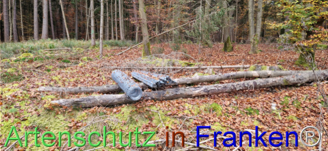 © Artenschutz in Franken® Bild zum Eintrag (1114392-160)