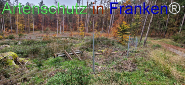 © Artenschutz in Franken® Bild zum Eintrag (1114394-160)