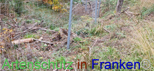© Artenschutz in Franken® Bild zum Eintrag (1114397-160)