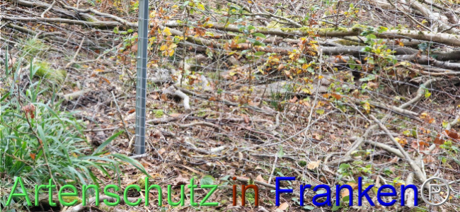 © Artenschutz in Franken® Bild zum Eintrag (1114398-160)