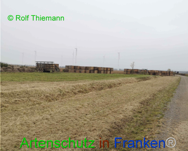© Artenschutz in Franken® / Rolf Thiemann Bild zum Eintrag (1114942-160)