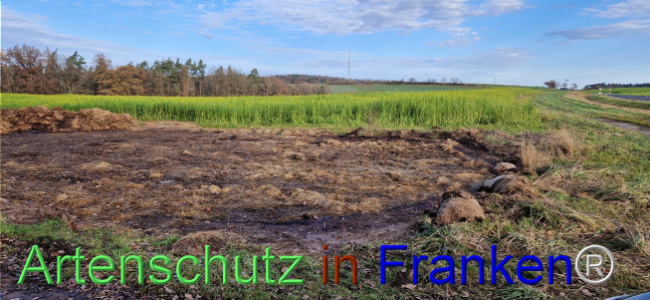 © Artenschutz in Franken® Bild zum Eintrag (1115580-160)