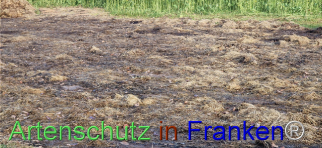 © Artenschutz in Franken® Bild zum Eintrag (1115584-160)