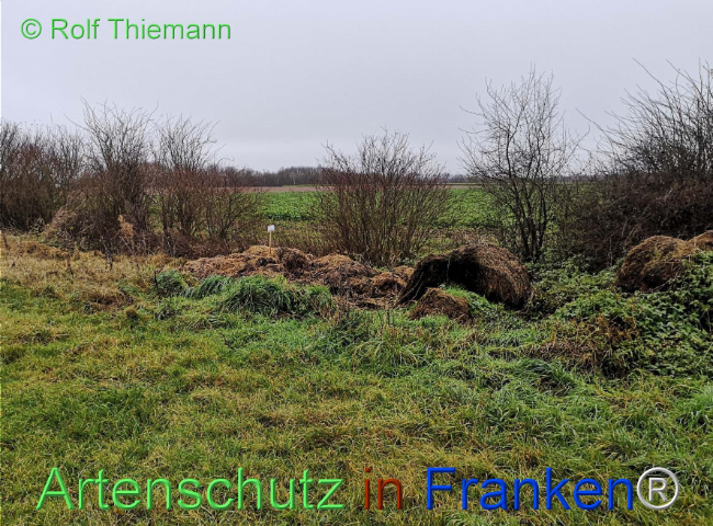 © Artenschutz in Franken® / Rolf Thiemann Bild zum Eintrag (1116660-160)