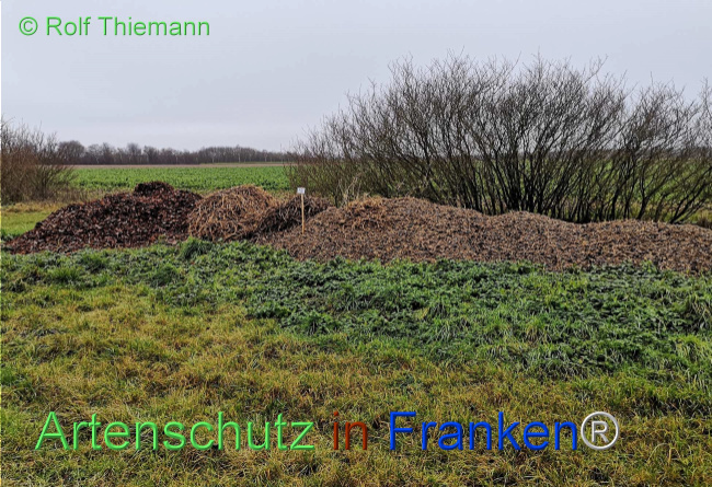 © Artenschutz in Franken® / Rolf Thiemann Bild zum Eintrag (1116666-160)