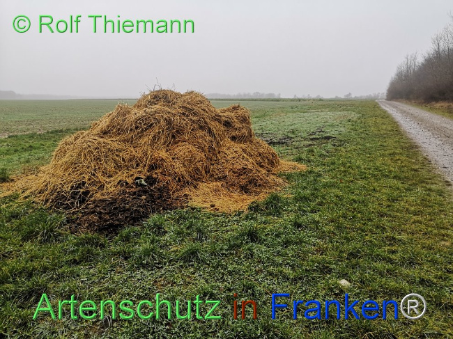 © Artenschutz in Franken® / Rolf Thiemann Bild zum Eintrag (1116668-160)
