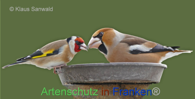 © Artenschutz in Franken® / Klaus Sanwald Bild zum Eintrag (1116890-160)