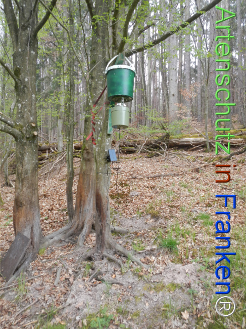© Artenschutz in Franken® Bild zum Eintrag (1121086-160)