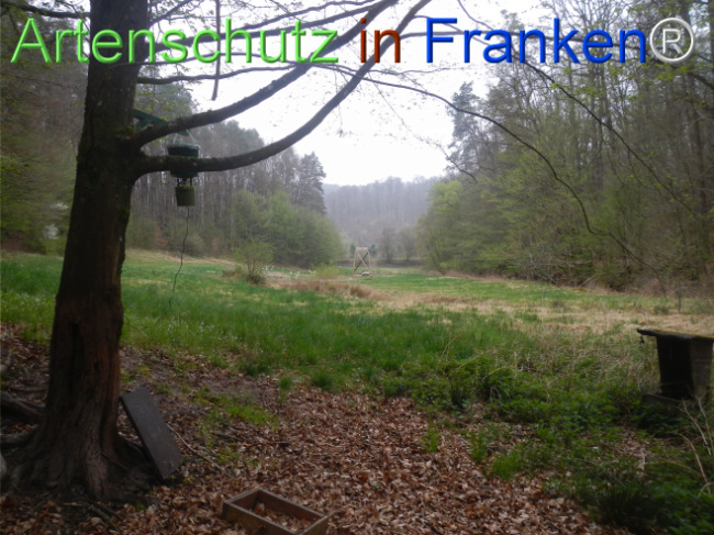 © Artenschutz in Franken® Bild zum Eintrag (1121088-160)