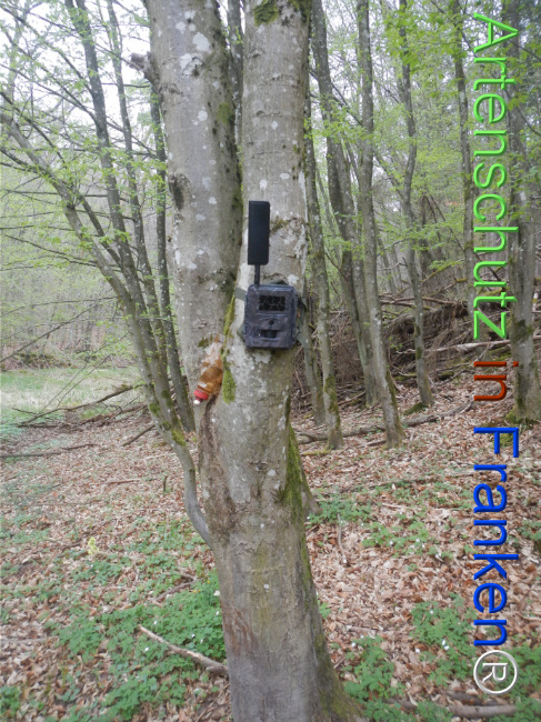 © Artenschutz in Franken® Bild zum Eintrag (1121094-160)