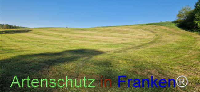© Artenschutz in Franken® Bild zum Eintrag (1121529-160)