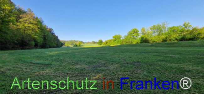 © Artenschutz in Franken® Bild zum Eintrag (1121531-160)