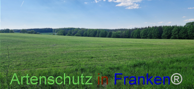 © Artenschutz in Franken® Bild zum Eintrag (1121532-160)