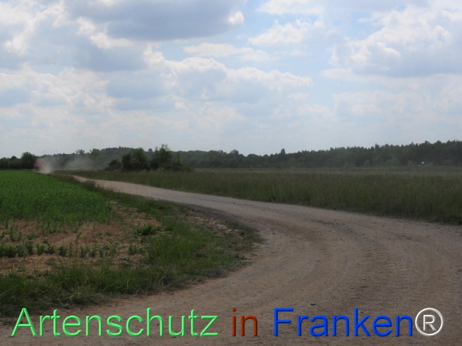 © Artenschutz in Franken® / Rolf Thiemann Bild zum Eintrag (1122353-160)