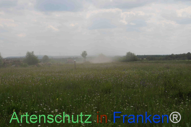 © Artenschutz in Franken® / Rolf Thiemann Bild zum Eintrag (1122354-160)