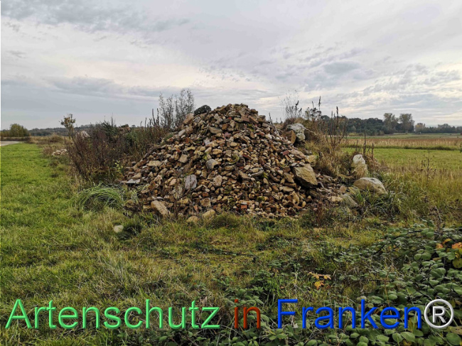 © Artenschutz in Franken® / Rolf Thiemann Bild zum Eintrag (1122356-160)