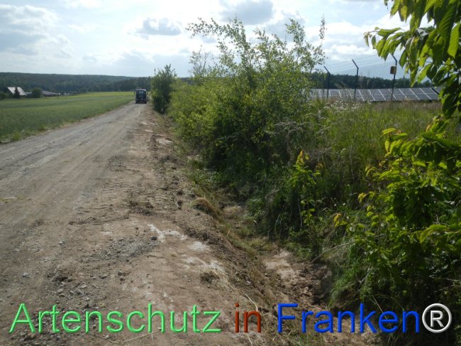 © Artenschutz in Franken® Bild zum Eintrag (1122366-160)