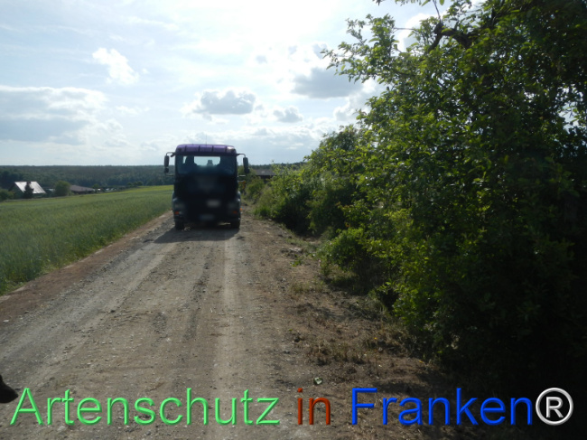 © Artenschutz in Franken® Bild zum Eintrag (1122368-160)