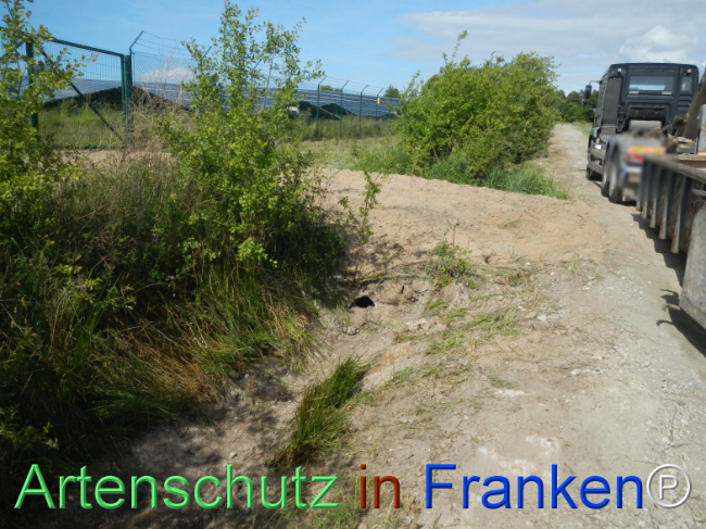 © Artenschutz in Franken® Bild zum Eintrag (1122378-160)
