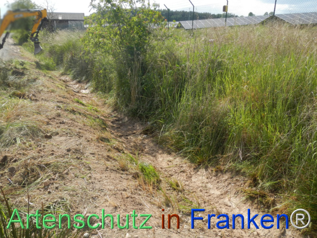 © Artenschutz in Franken® Bild zum Eintrag (1122379-160)