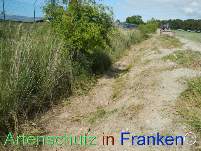 © Artenschutz in Franken® Bild zum Eintrag (1122380-160)