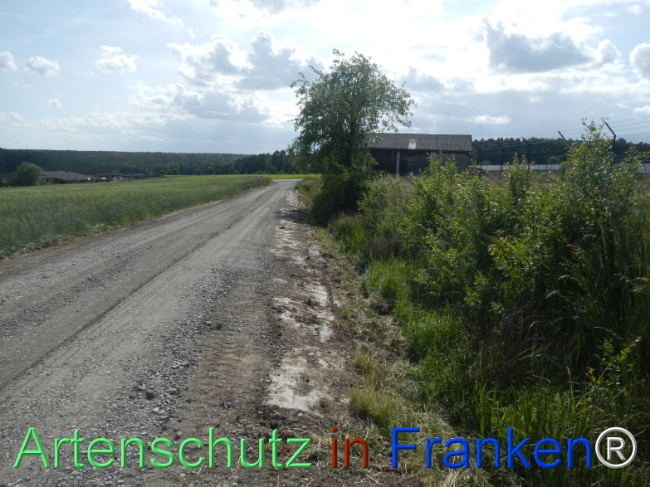 © Artenschutz in Franken® Bild zum Eintrag (1122385-160)