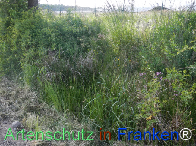© Artenschutz in Franken® Bild zum Eintrag (1122386-160)