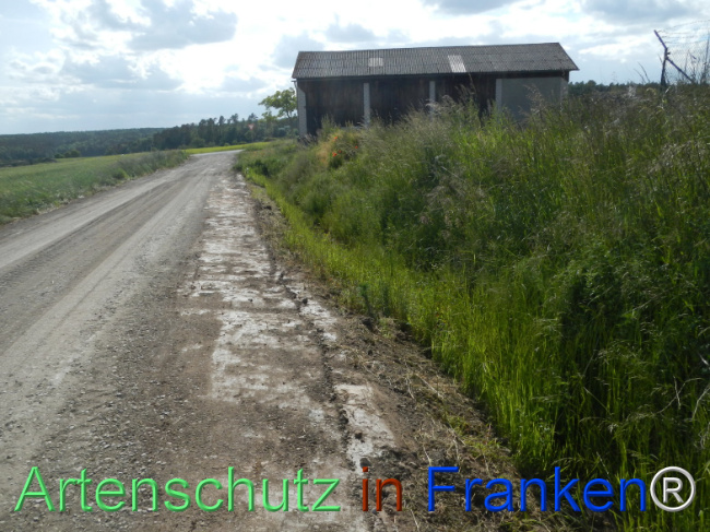 © Artenschutz in Franken® Bild zum Eintrag (1122387-160)