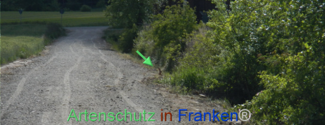 © Artenschutz in Franken® Bild zum Eintrag (1122393-160)