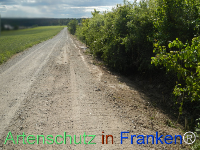 © Artenschutz in Franken® Bild zum Eintrag (1122394-160)