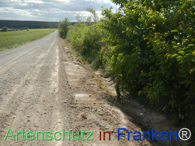 © Artenschutz in Franken® Bild zum Eintrag (1122395-160)