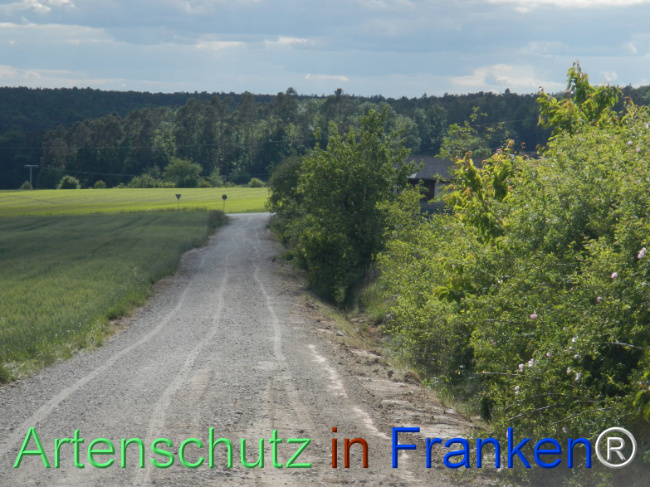 © Artenschutz in Franken® Bild zum Eintrag (1122397-160)