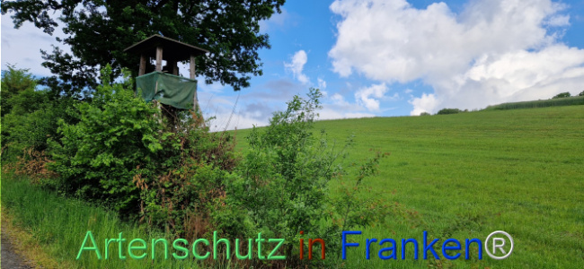 © Artenschutz in Franken® Bild zum Eintrag (1122465-160)