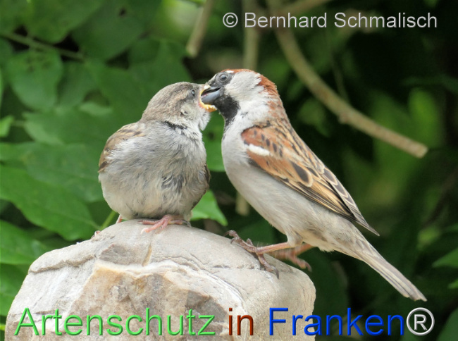 © Artenschutz in Franken® / Bernhard Schmalisch Bild zum Eintrag (1122673-160)