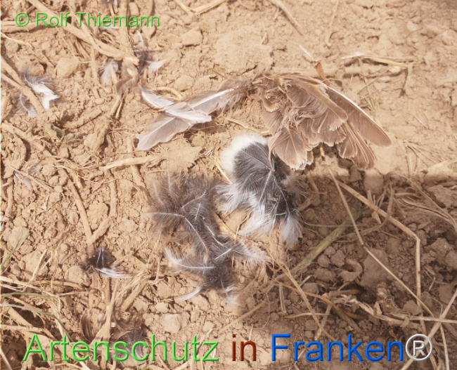 © Artenschutz in Franken® / Rolf Thiemann Bild zum Eintrag (1122743-160)