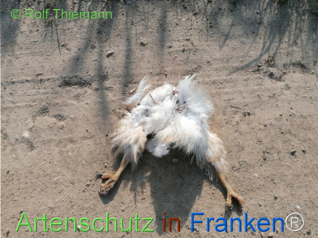 © Artenschutz in Franken® / Rolf Thiemann Bild zum Eintrag (1122744-160)