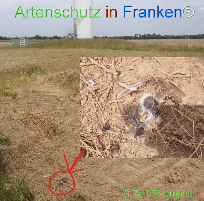 © Artenschutz in Franken® / Rolf Thiemann Bild zum Eintrag (1122747-160)