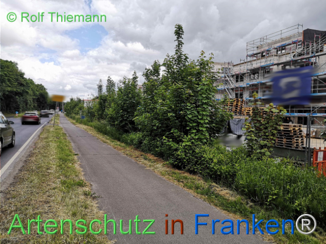 © Artenschutz in Franken® / Rolf Thiemann Bild zum Eintrag (1123004-160)