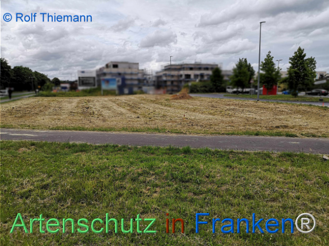 © Artenschutz in Franken® / Rolf Thiemann Bild zum Eintrag (1123012-160)