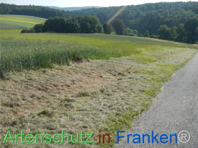 © Artenschutz in Franken® Bild zum Eintrag (1123293-160)