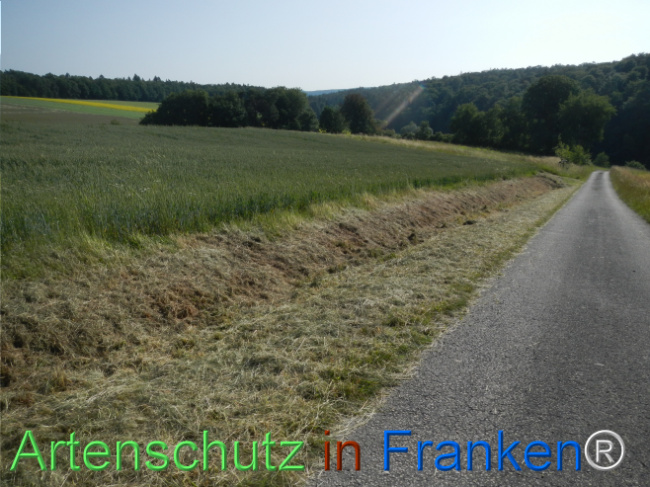 © Artenschutz in Franken® Bild zum Eintrag (1123294-160)