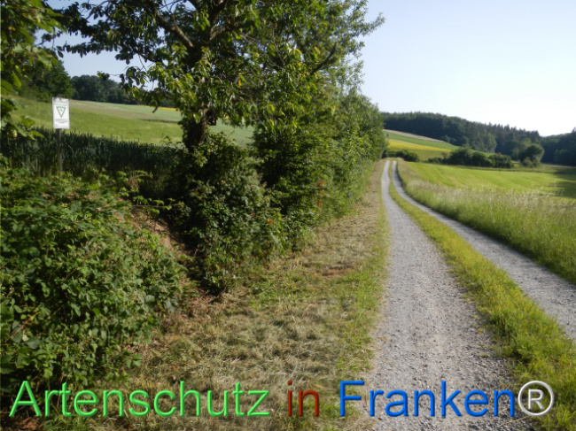 © Artenschutz in Franken® Bild zum Eintrag (1123295-160)
