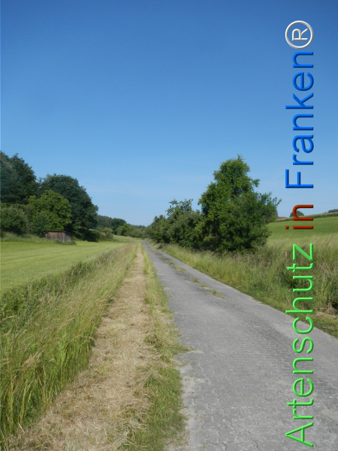© Artenschutz in Franken® Bild zum Eintrag (1123298-160)