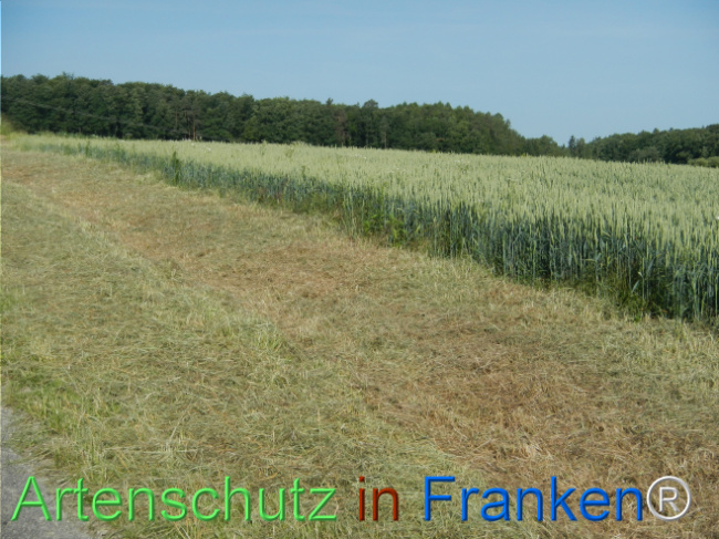 © Artenschutz in Franken® Bild zum Eintrag (1123301-160)